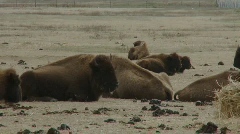 Baby bison walking 動画素材 998015