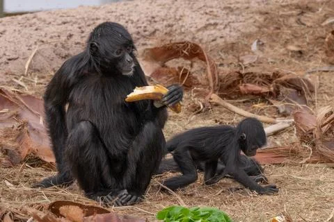 Baby black faced spider monkey is looking for food while close to mother Stock Photos
