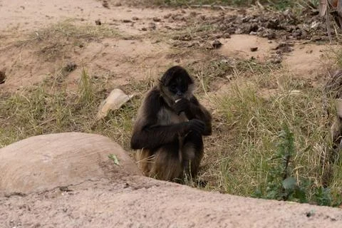 Baby black faced spider monkey is looking for food while close to mother Stock Photos