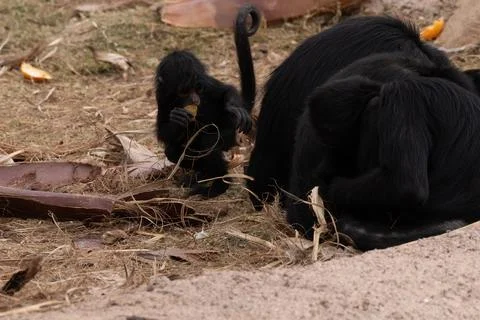 Baby black faced spider monkey is looking for food while close to mother Stock Photos