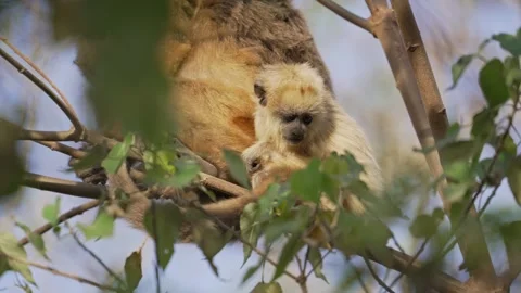 Baby Black Howler Monkey Cuddling Against Mother in Tree, Ibera Wetlands Stock Footage 338185217