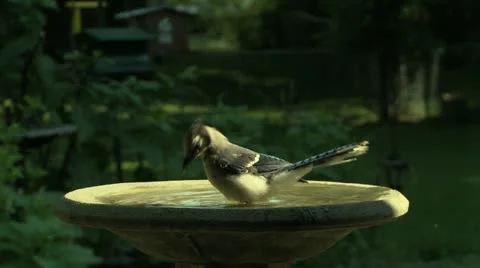 Baby blue jay bath Stock Footage 12164502