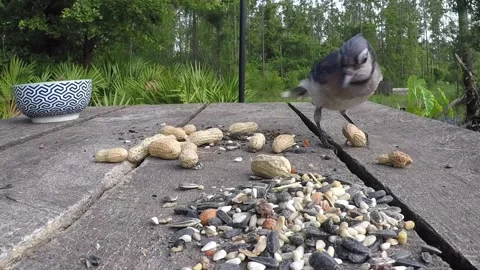 Free picture: baby, blue, jay, bird, rocks