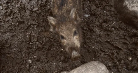 Baby boar playing in mud in slow-motion. Stock Footage