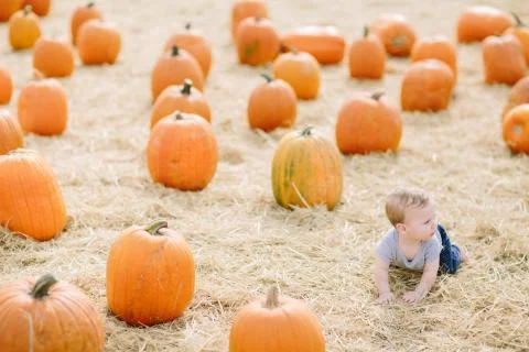 Baby boy crawling in pumpkin patch Fotos de archivo