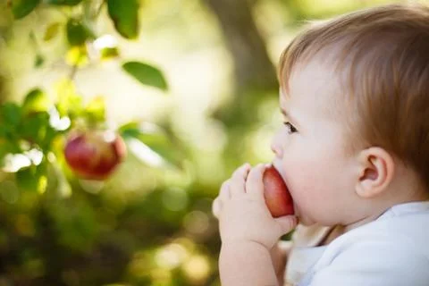 Baby boy eating an apple Stock Photos