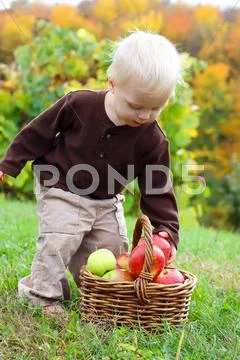 Baby boy grabbing apple from basket in autumn Stock Photos