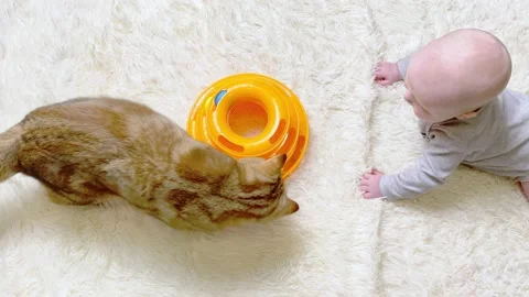 Baby boy playing with cat Stock Footage 167492547