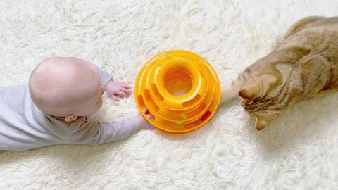 Baby boy playing with cat on white carpet Stock Footage 167909161