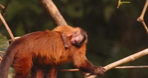 Baby Brown Capuchin Monkey Sleeping While Clinging to Mother’s Back Moving Stock Footage 325688546