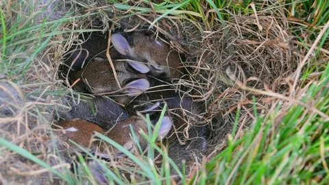 Baby Bunnies Video stock 78382467