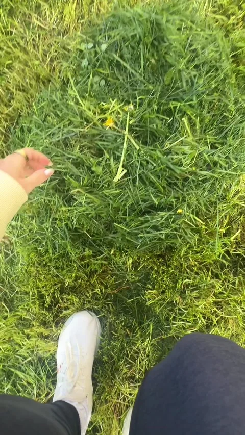 Baby Bunnies Found in the Backyard on Easter Morning, Lake Stevens, Washington,  Stock Footage 307768652