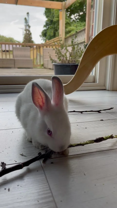 Baby Bunny Chewing Stock Footage 251161584