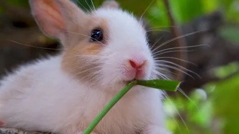 Baby bunny easter fluffy rabbit eating food, grass Stock Footage 342737784