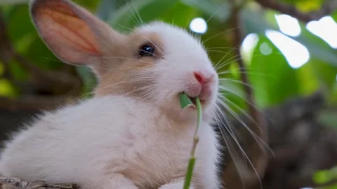 Baby bunny easter fluffy rabbit eating food, grass Stock Footage 342737789
