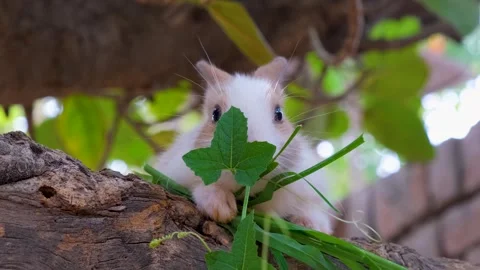 Baby bunny easter fluffy rabbit eating food, grass Stock Footage 342737801