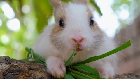 Baby bunny easter fluffy rabbit eating food, grass Stock Footage 342737818