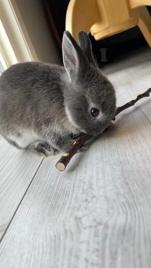Baby Bunny Stock Footage 250989591