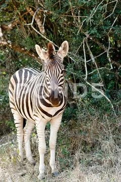 Baby Burchell's Zebra looking all alone. Stock Photos