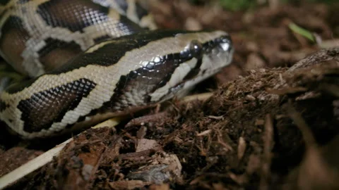Baby burmese python crawling along the dirt Stock Footage 155771024