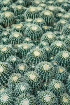 Baby cactus background Stock Photos