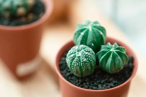 Baby cactus Stock Photos