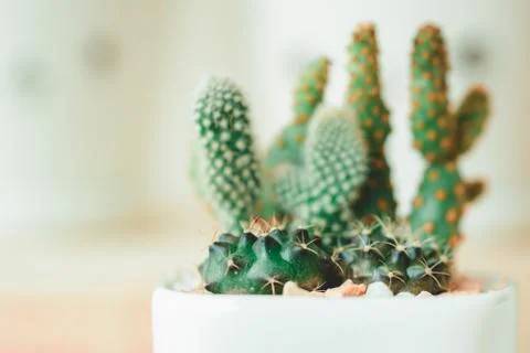 Baby cactus Stock Photos