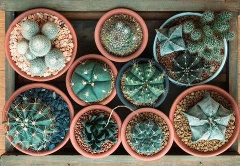 Baby cactus Stock Photos