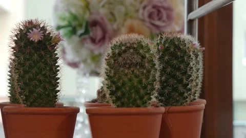 Baby Cactus in store Stockbeeldmateriaal 148989937