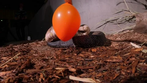 Baby caiman Video stock 170836571