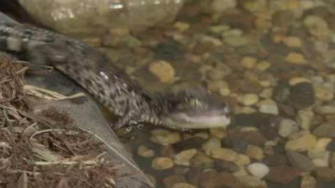 Baby caiman splashes into a pool Stock Footage 170943305