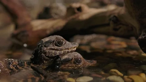 Baby caiman stack in water as fly crawls in background low angle Stock Footage 170836514