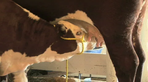 Baby Calf feeding from mother cow udders Stock Footage