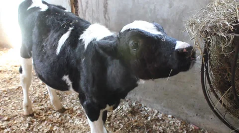 Baby Calf Video stock 32325905