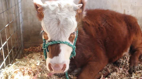 Baby Calf Video stock 32325972