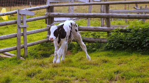 Baby calf 스톡 동영상 126035406