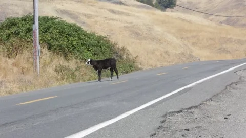 A Baby CALF Hanging Out on a MOUNTAINSIDE Road, (HD 24p) Stock Footage 272171853
