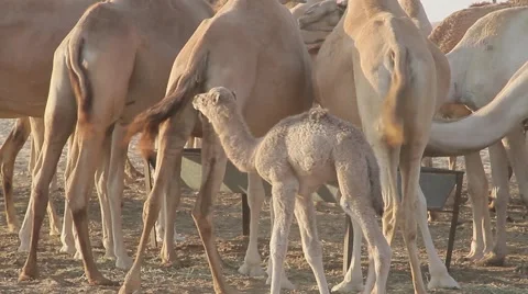 Baby Camel Calling Stock Footage 58253794