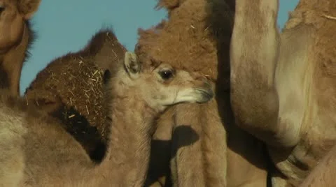 Baby Camel Stock Footage 22047132