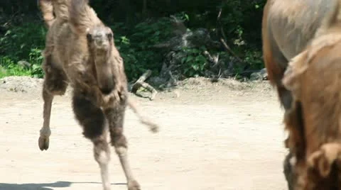 Baby camel running around while others are eating Stock Footage 27821172