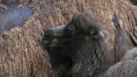 Baby camel standing against its mother's back, slow motion Stock Footage 329053937