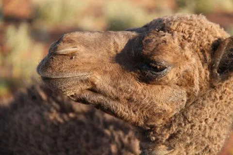 Baby camels Stock Photos