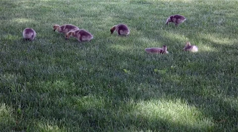 Baby canada goose Stock Footage