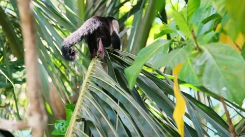 Baby capuchin monkey jumping from a palm leaf Video stock 241004525