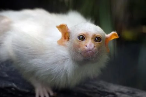 Baby Capuchin Monkey Stock Photos