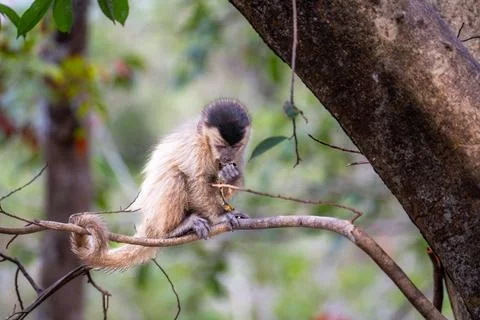 Baby Capuchin monkey Stock Photos