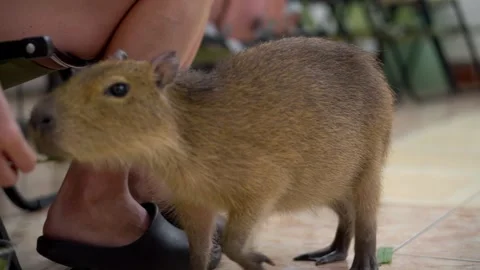 A baby capybara is standing on a tile floor Stock Footage 340815527