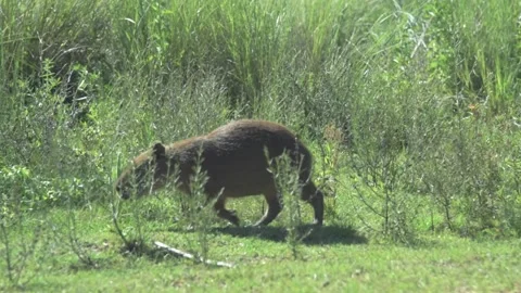 Baby capybara walking in between the grass in its natural habitat Stock Footage 329239462