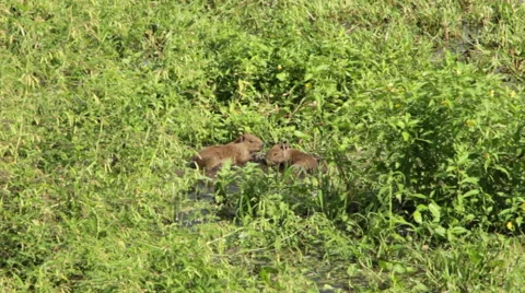 Baby Capybaras Stock Footage 60032744