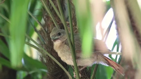 Baby cardinal bird in a tree Stock Footage 264161114